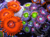 Ultra Zoanthids