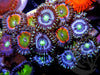 Ultra Zoanthids