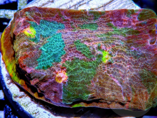 Rainbow  Patchwork Chalice