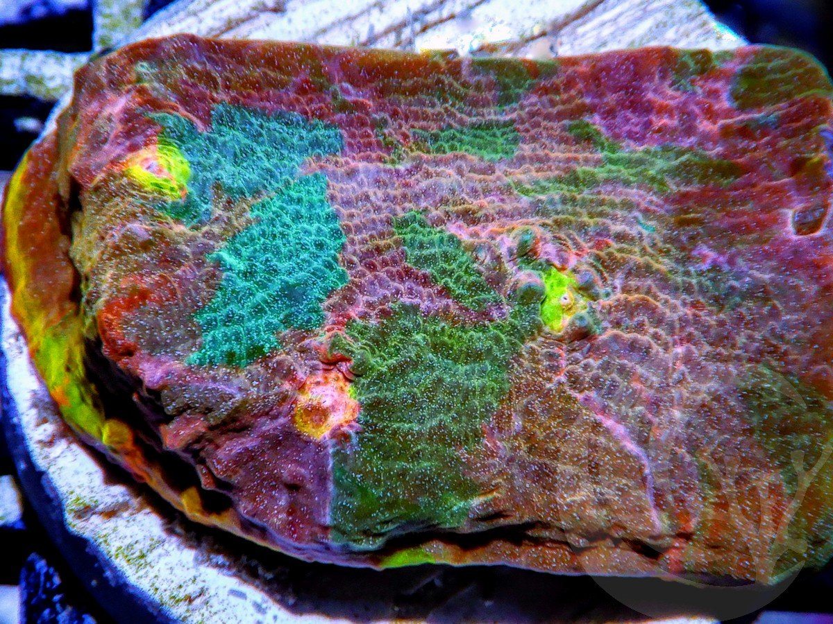 Rainbow  Patchwork Chalice