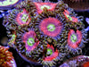 Green Eyed Pink Zoanthids