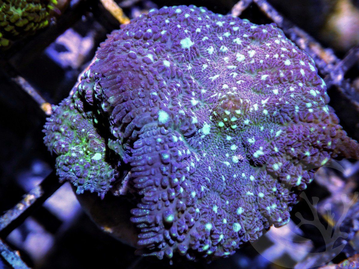 Blue Spotted Discosoma Mushrooms