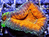 Neon rim Lobophyllia 