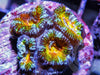 Rainbow Acan lordhowensis