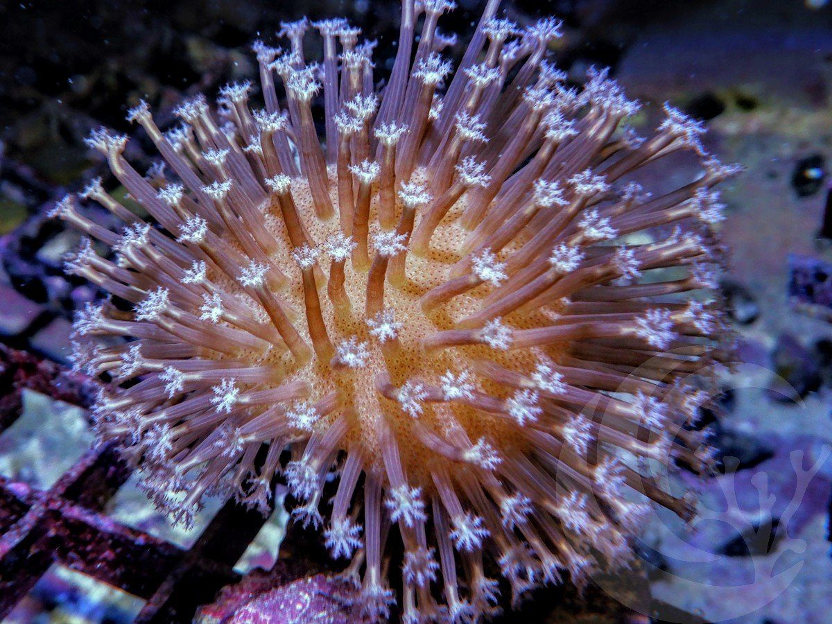 Extra Long Polyp Toadstool Leather