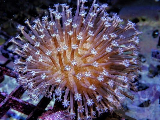 Extra Long Polyp Toadstool Leather