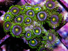 Eggplant Zoanthids