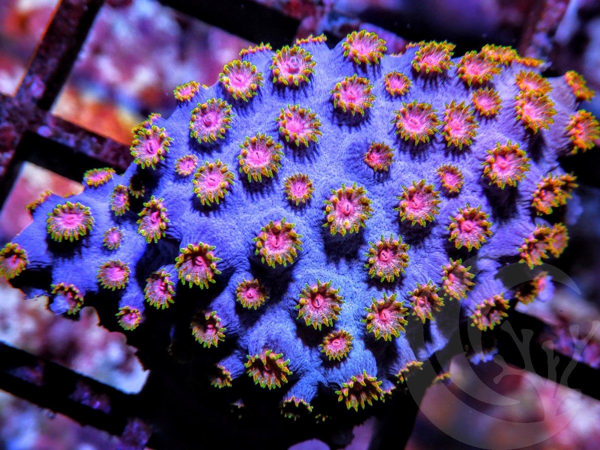 Starry Night Cyphastrea