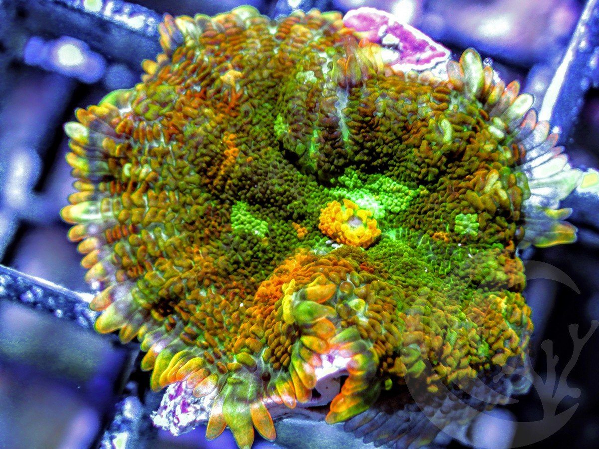 Autumn Harvest Rhodactis Mushroom