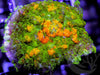 Orange Bubbling Rhodactis Mushroom