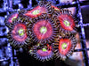 Green Eyed Pink Zoanthids