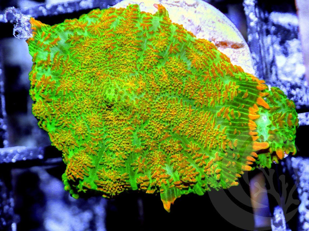 Orange Sprinkles Rhodactis Mushrooms
