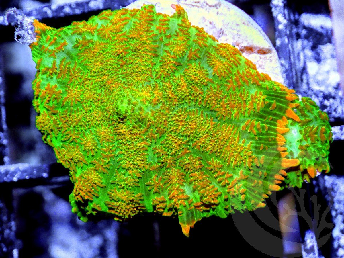 Orange Sprinkles Rhodactis Mushrooms