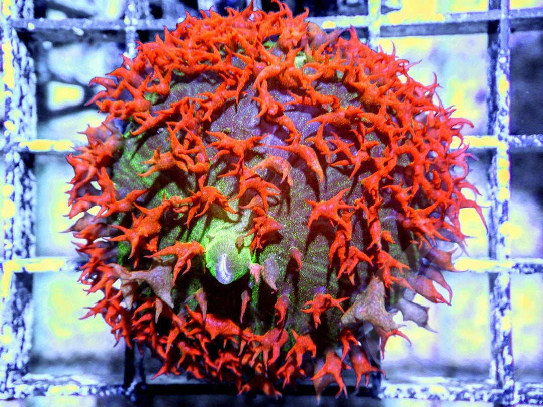 Red St Thomas Mushroom