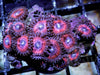 Pink Zonker Zoanthids