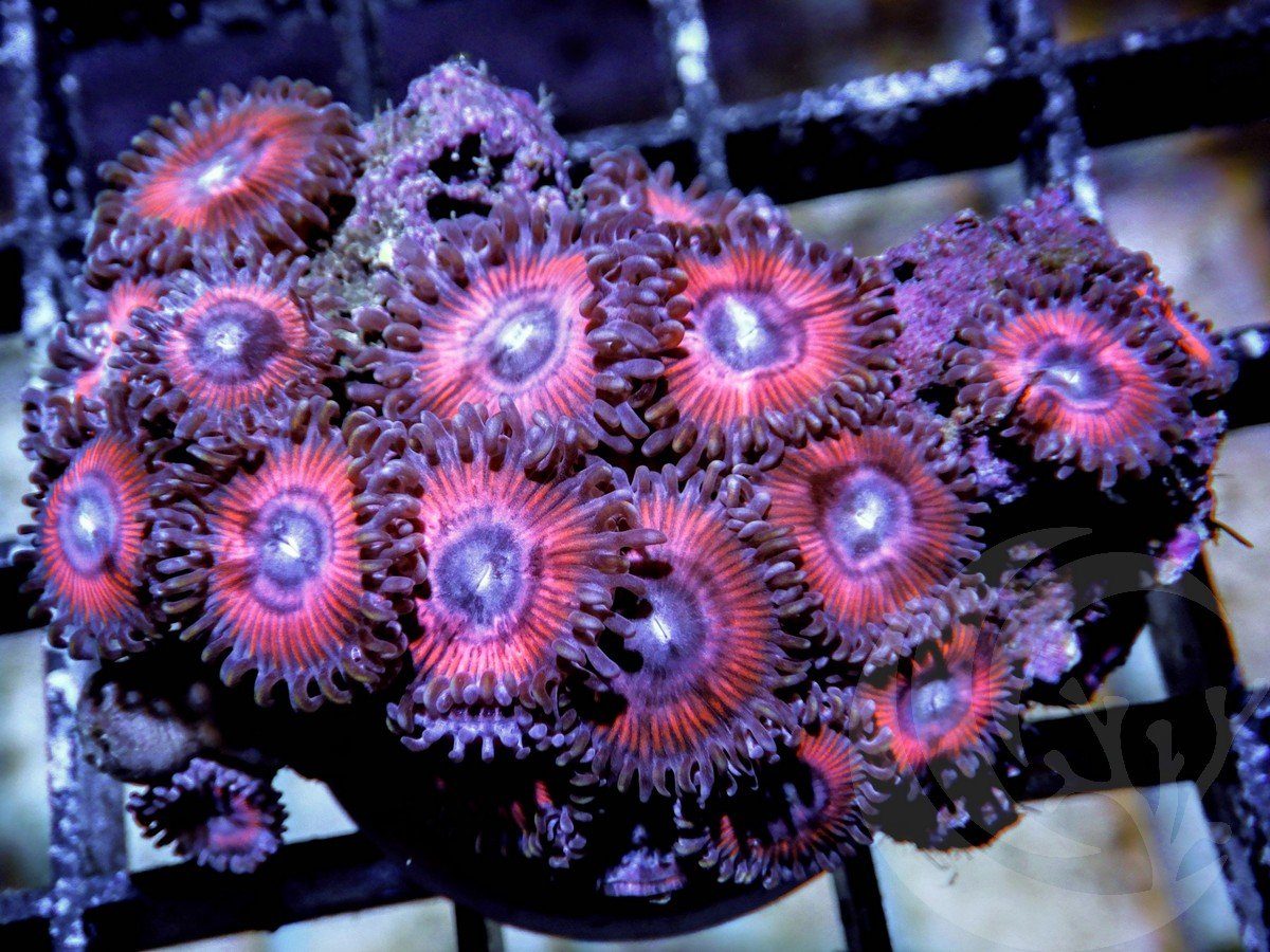 Pink Zonker Zoanthids