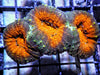 Orange Lobophyllia