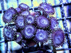 Steele Blue Zoanthids