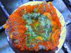 Fire Ring Rhodactis Mushroom