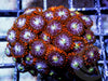 Red Skirt Zoanthids 