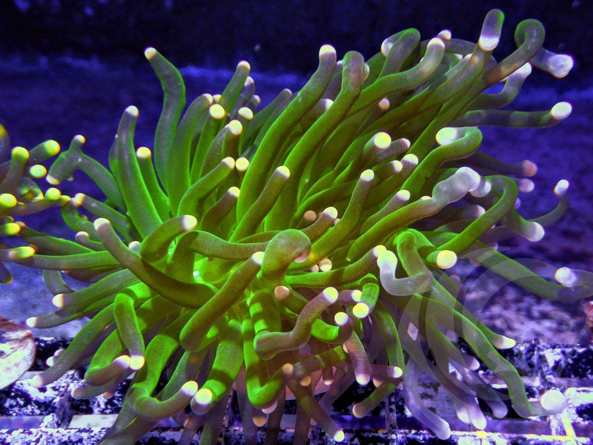 Lemon Lime Tip Torch