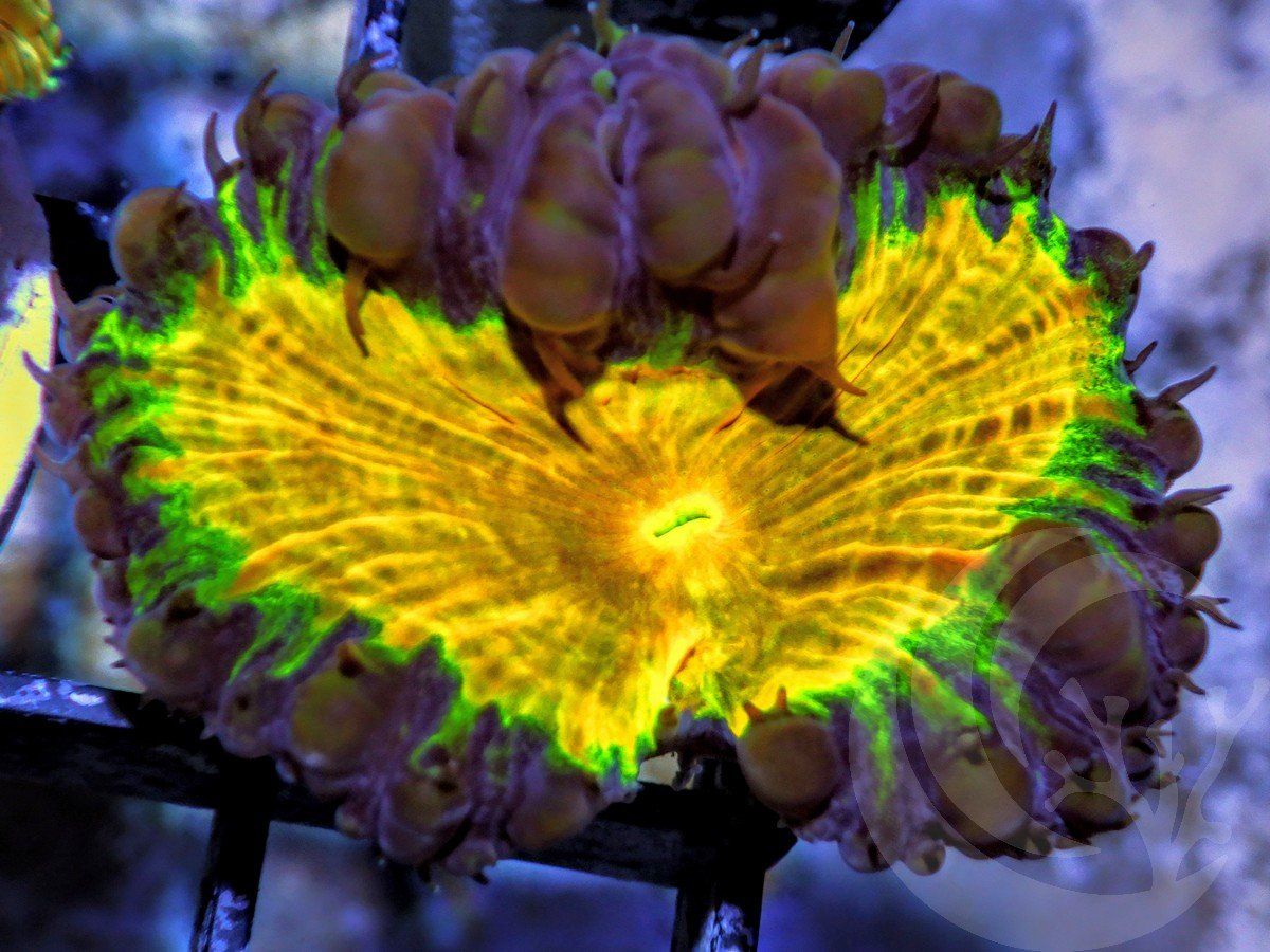 Radical Blastomussa wellsi