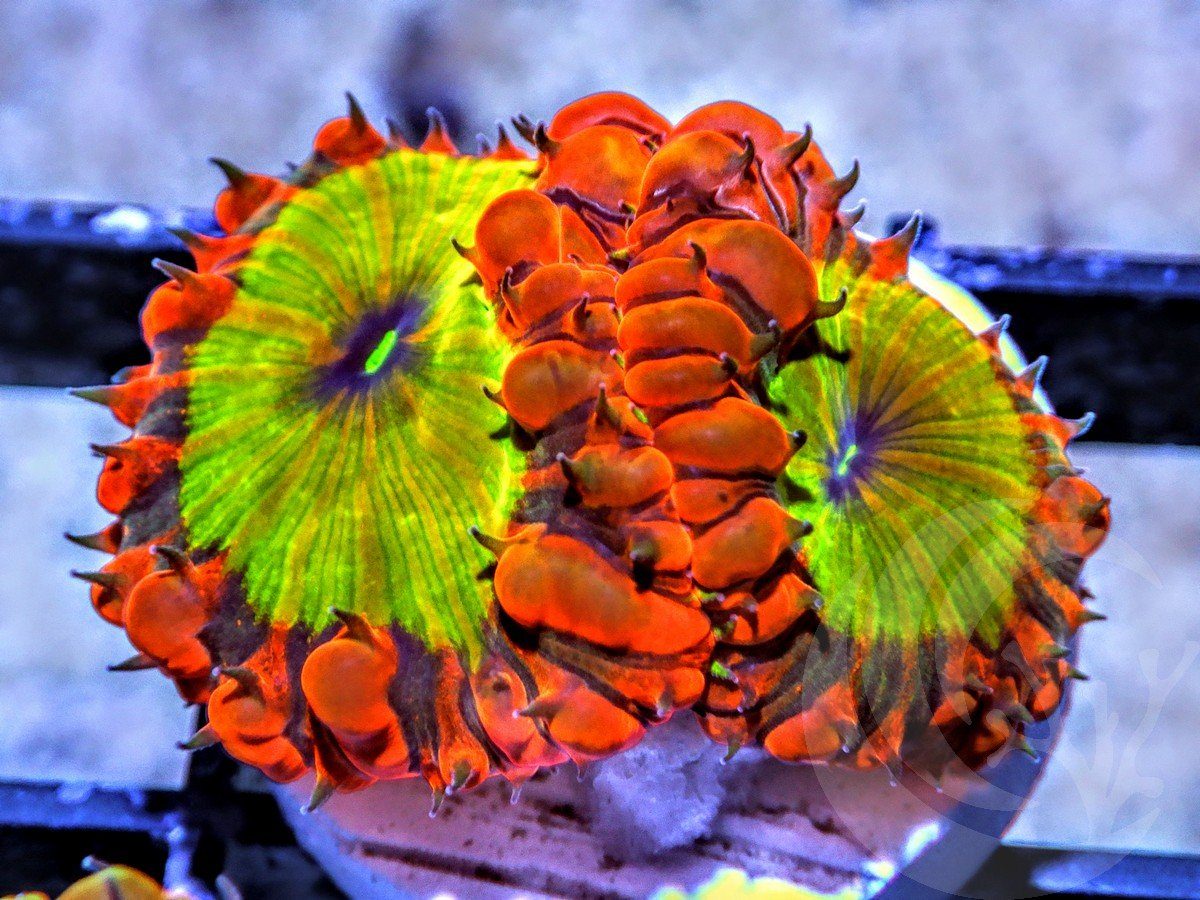 Unusual Dragon Fangs Blastomussa wellsi