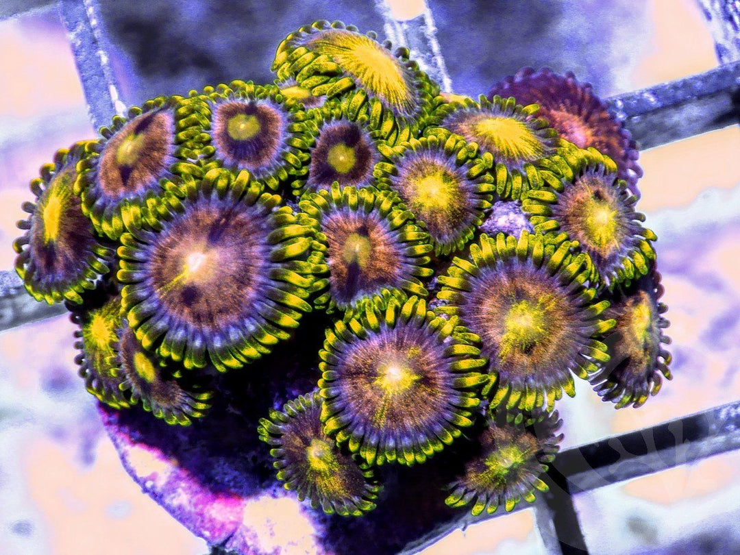 Rose Bloom Zoanthids