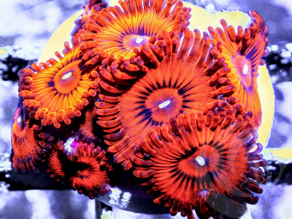 Fiery Embers Zoanthids