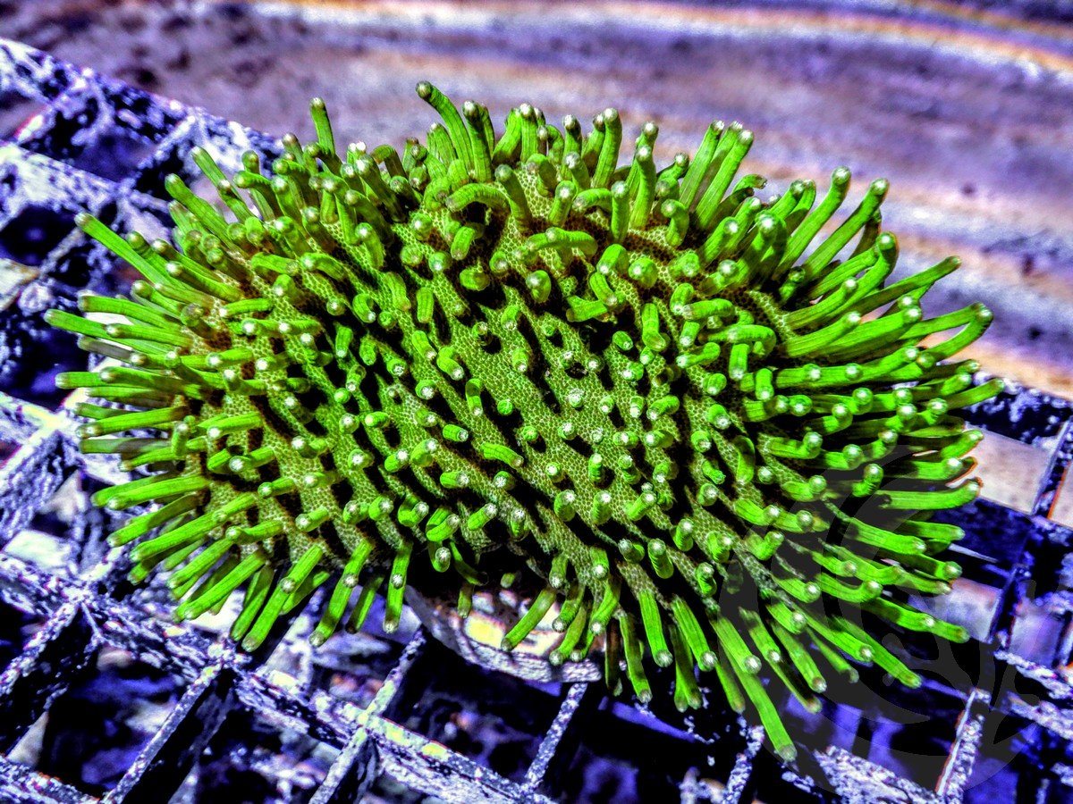 Long Green Polyp Toadstool Leather