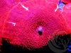 Neon Red Discosoma Mushroom