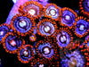 Fire and Ice Zoanthids