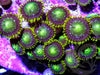 Eggplant Zoanthids