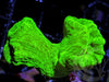 Kryptonite Caulastrea