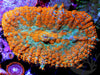 Orange - Turquoise Rhodactis Mushroom