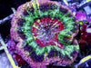 Unreal MultiColor Acanthastrea maxima