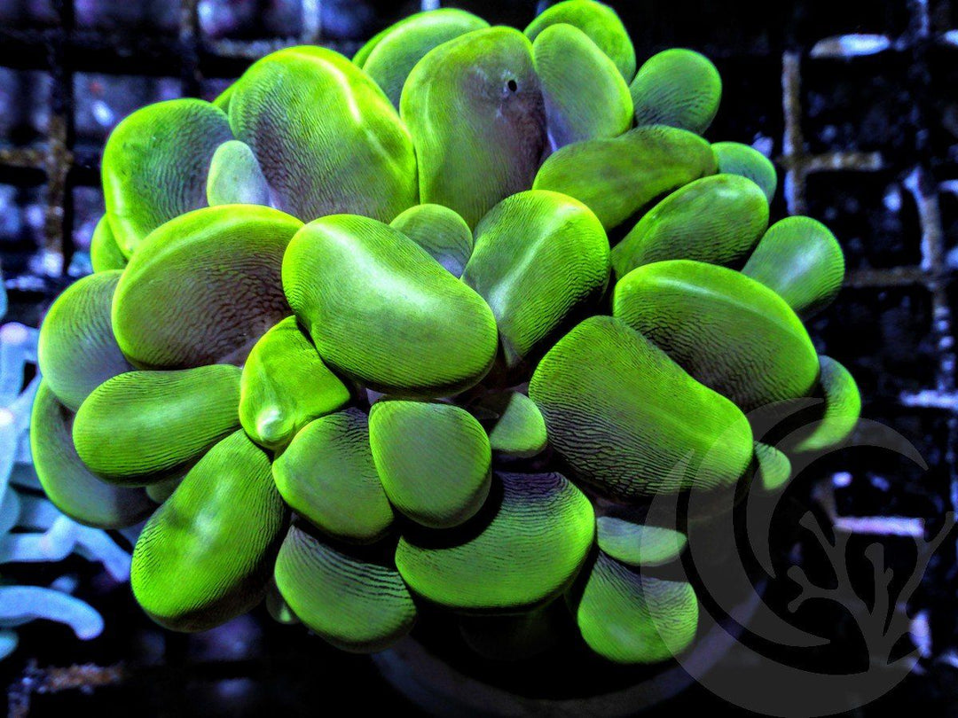 Ultra Green Bubble