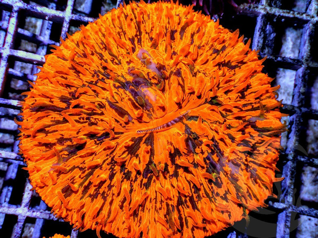 Jack O Lantern Fungia