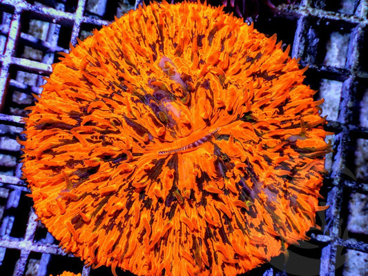 Jack O Lantern Fungia