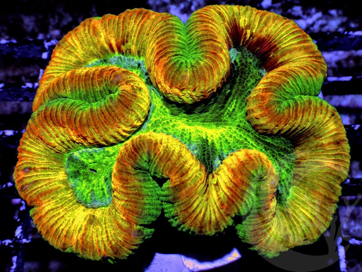 Crazy Gold Orange Trachyphyllia