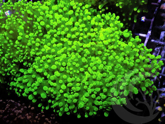 Electric Frogspawn