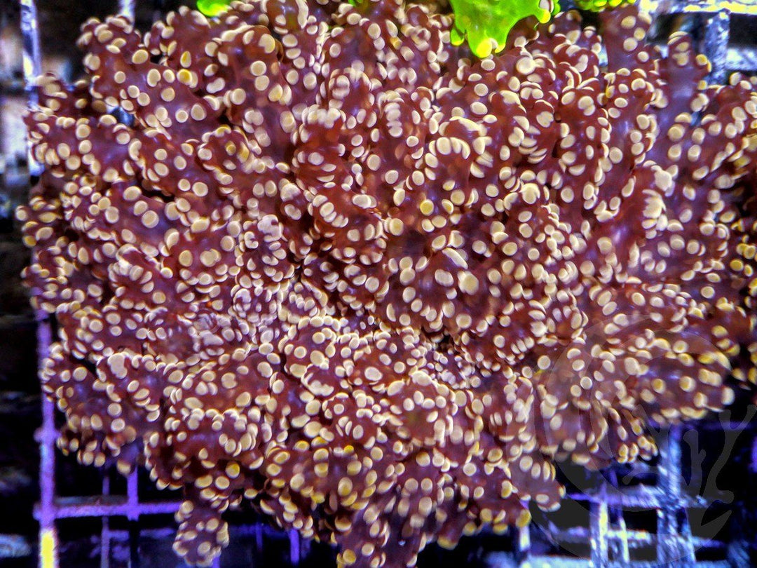 Orange Gold Frogspawn