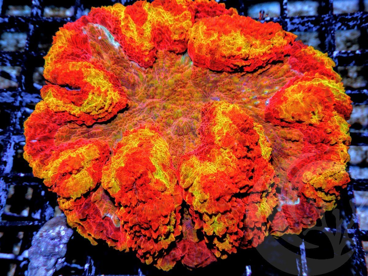 Clown Face Lobophyllia