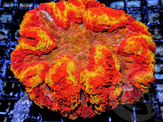 Clown Face Lobophyllia
