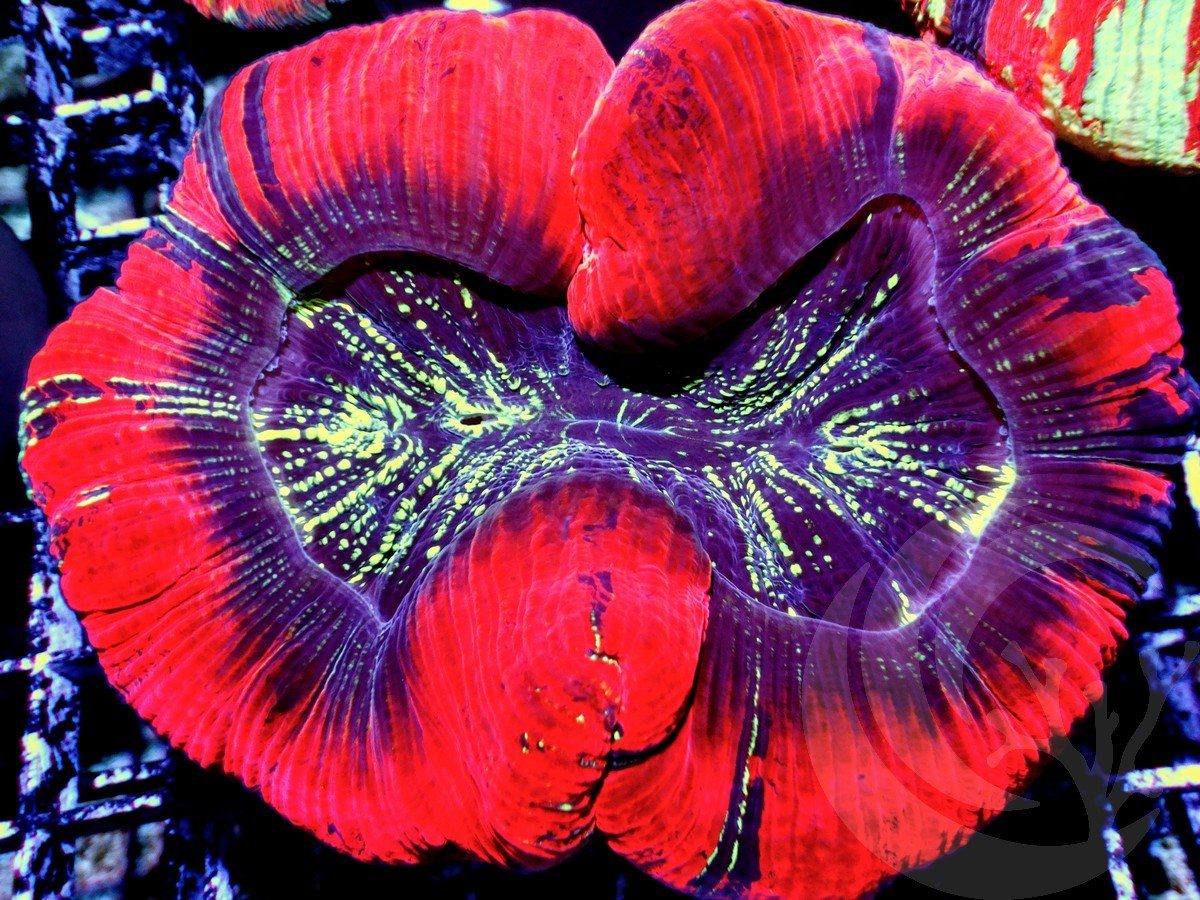 Black Cherry Trachyphyllia