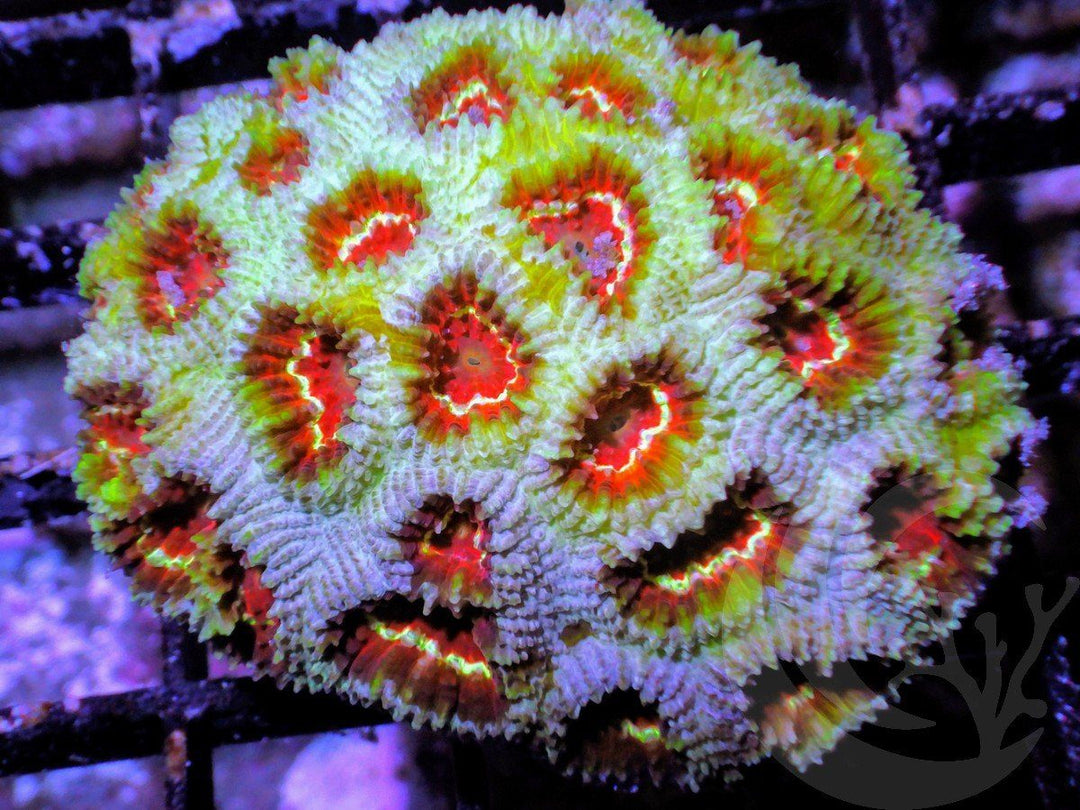 Cherry Pineapple Favia