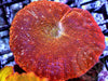 Sunburst Discosoma Mushroom