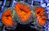 Orange Lobophyllia