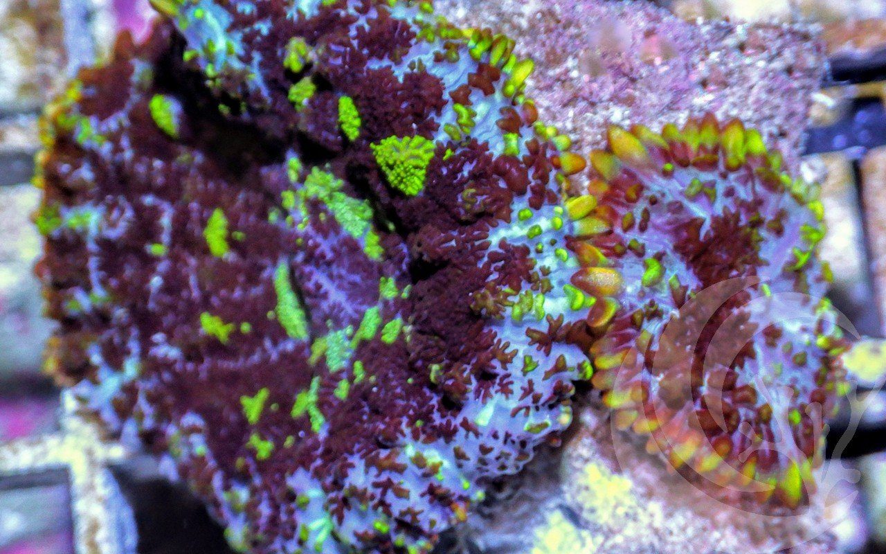Ultra Patchwork Rhodactis Mushrooms