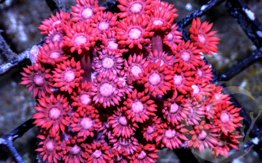 Ruby Goniopora